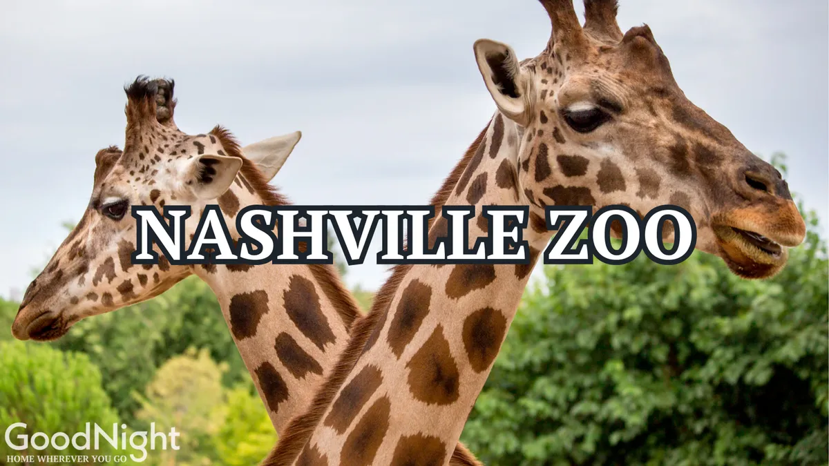 A joyful exterior shot focused on two giraffes with lush green foliage in the background, capturing a playful and educational moment at the Nashville Zoo—one of the attractions mentioned in the text.